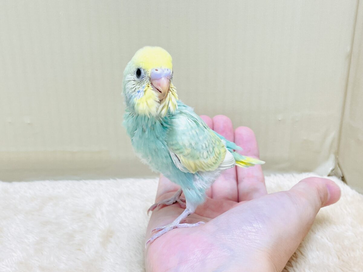 好奇心旺盛だよ💛セキセイインコ(パステルレインボースパングル)ヒナ セキセイインコ