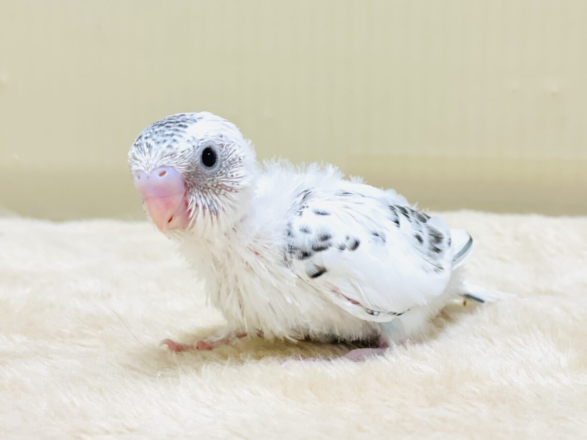 【最新画像】ニコニコならまかせて💪✨セキセイインコ(白ハルクイン)ヒナ セキセイインコ