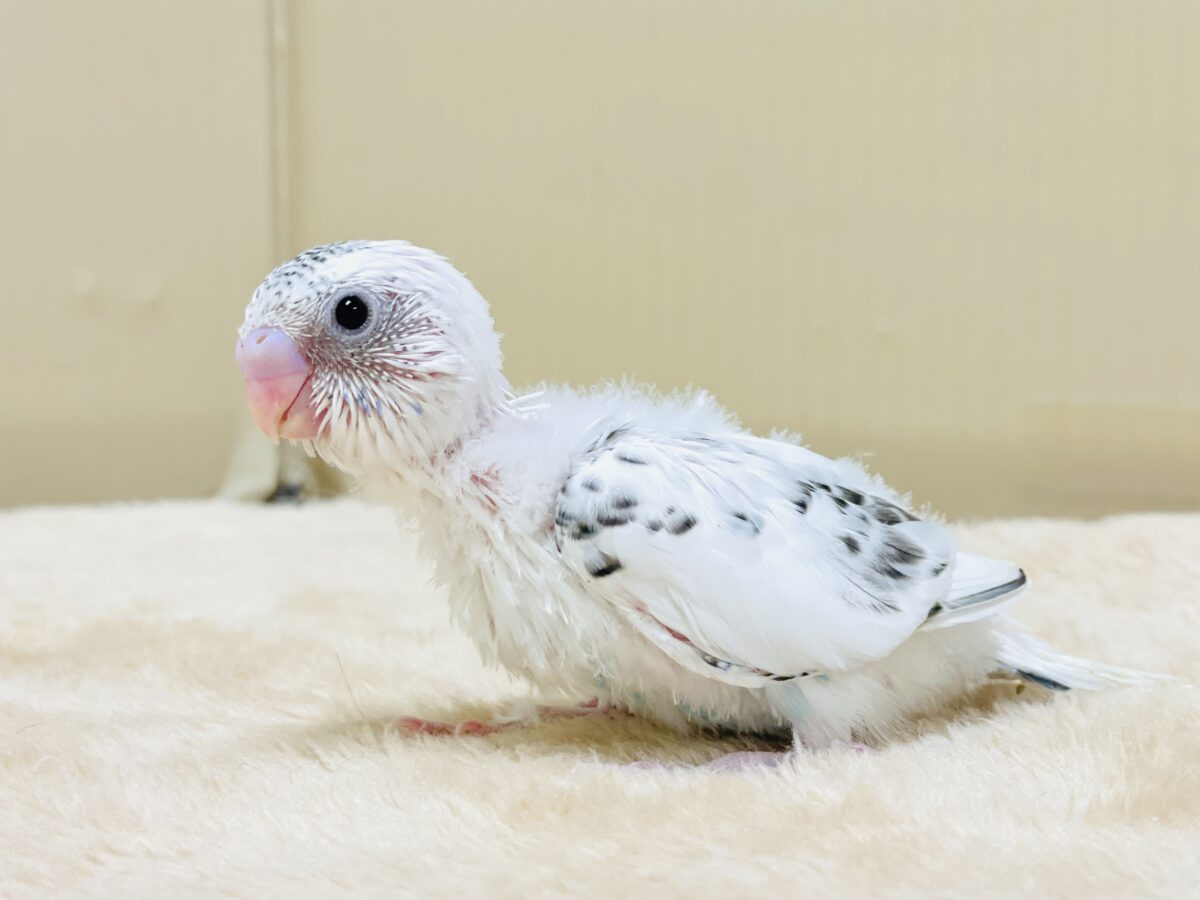 【最新画像】ニコニコならまかせて💪✨セキセイインコ(白ハルクイン)ヒナ セキセイインコ