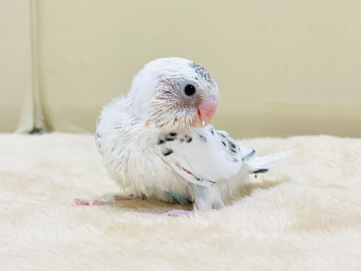【最新画像】ニコニコならまかせて💪✨セキセイインコ(白ハルクイン)ヒナ セキセイインコ