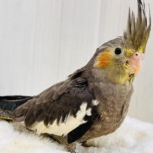 真っ黒スタイル抜群✨🖤オカメインコのノーマルです！