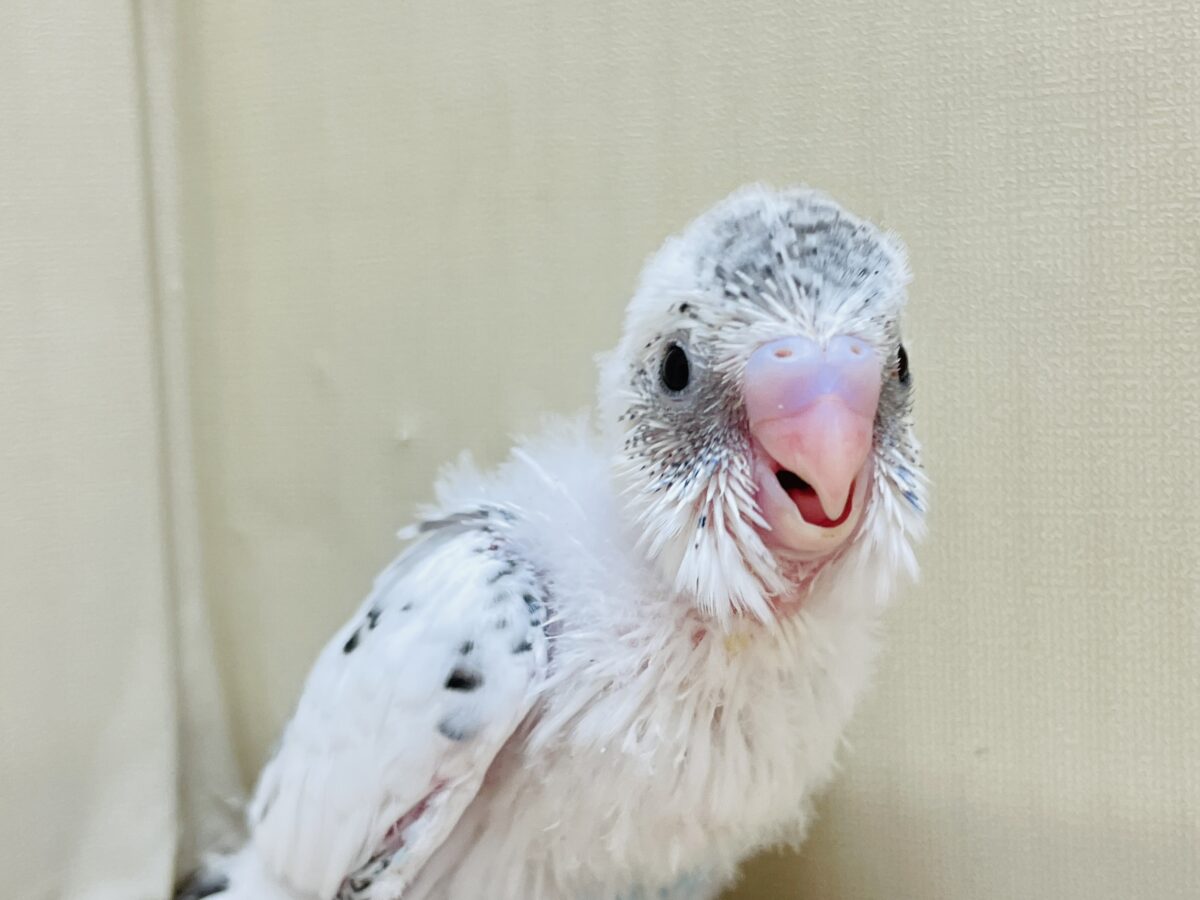 【最新画像】ニコニコならまかせて💪✨セキセイインコ(白ハルクイン)ヒナ セキセイインコ