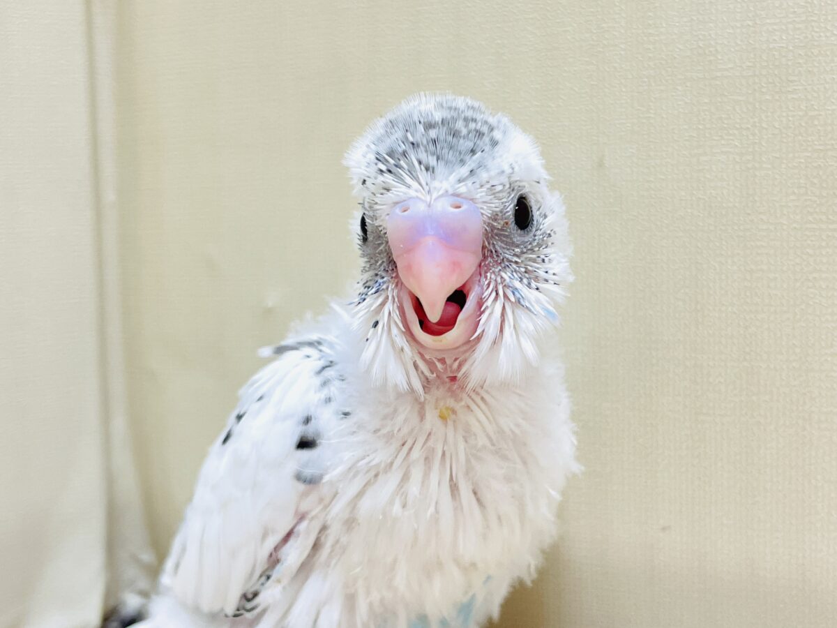 【最新画像】ニコニコならまかせて💪✨セキセイインコ(白ハルクイン)ヒナ セキセイインコ