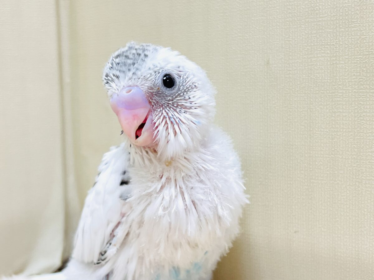 【最新画像】ニコニコならまかせて💪✨セキセイインコ(白ハルクイン)ヒナ セキセイインコ