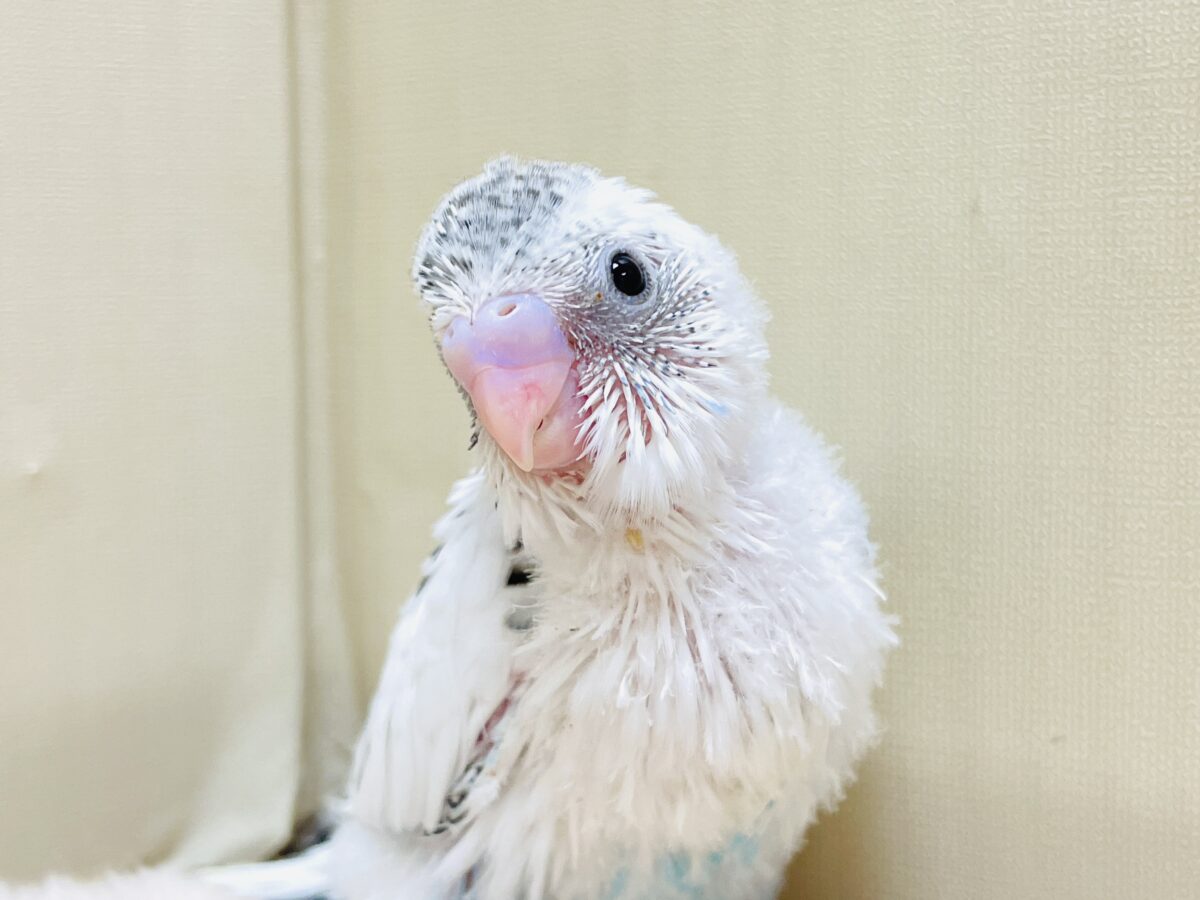 【最新画像】ニコニコならまかせて💪✨セキセイインコ(白ハルクイン)ヒナ セキセイインコ