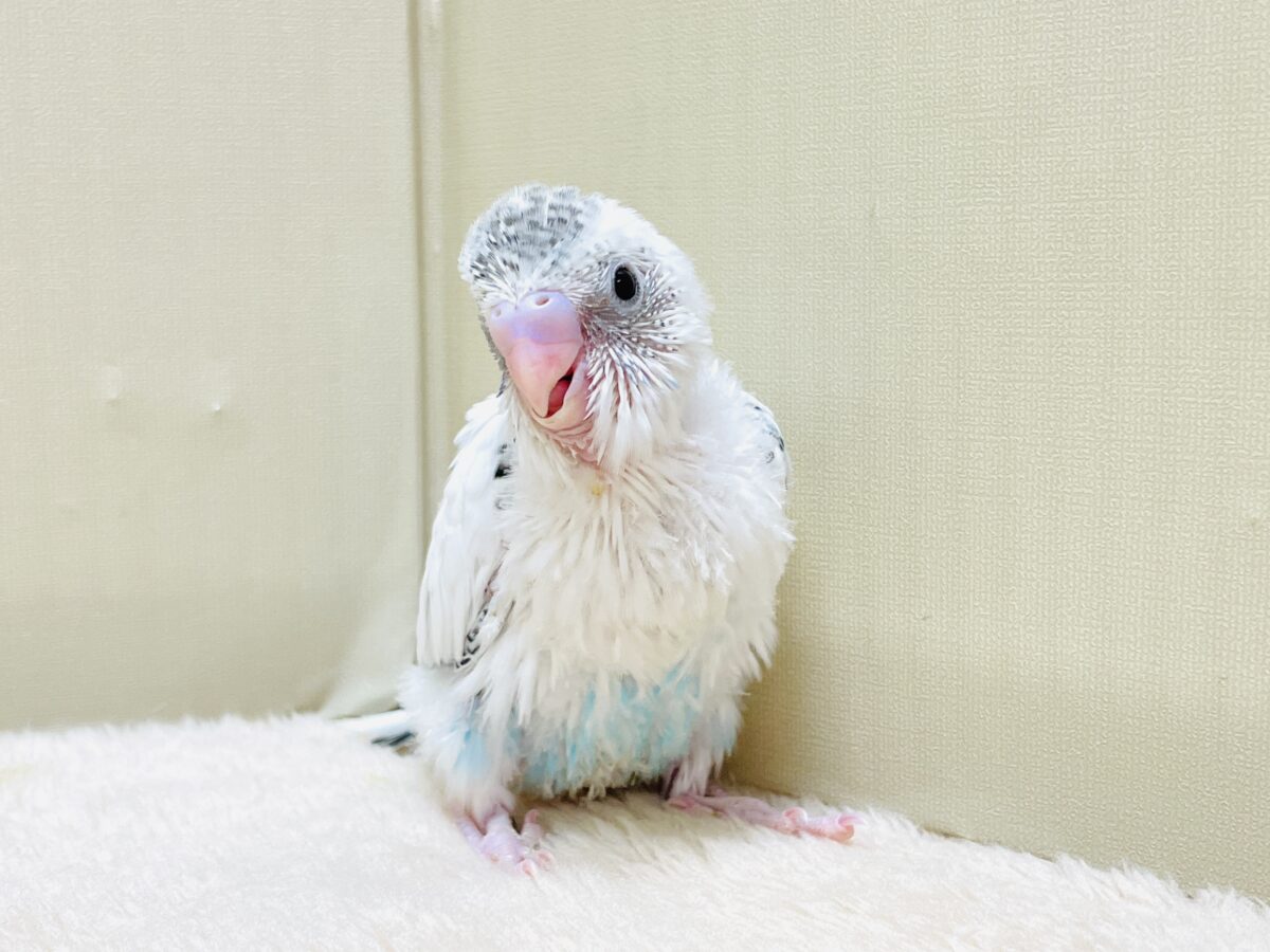 【最新画像】ニコニコならまかせて💪✨セキセイインコ(白ハルクイン)ヒナ セキセイインコ