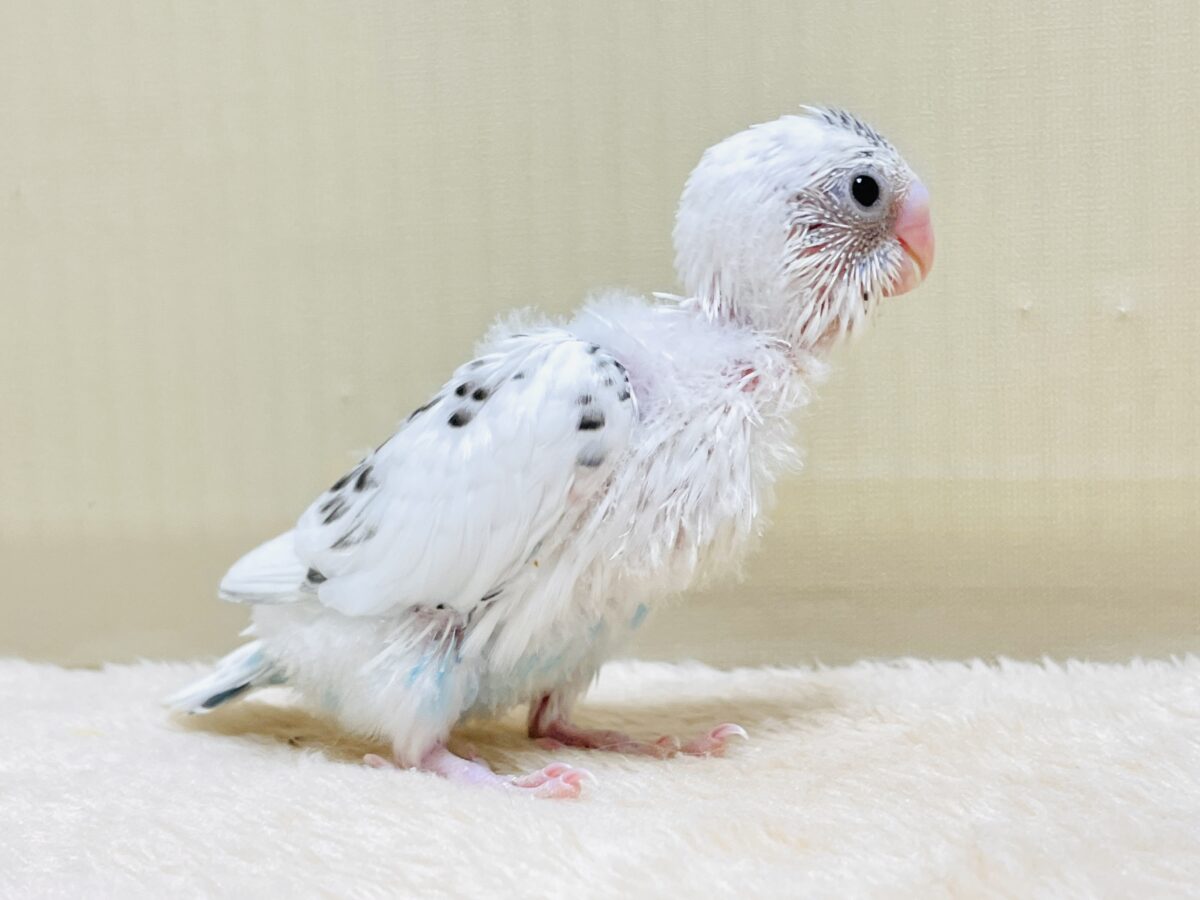 【最新画像】ニコニコならまかせて💪✨セキセイインコ(白ハルクイン)ヒナ セキセイインコ