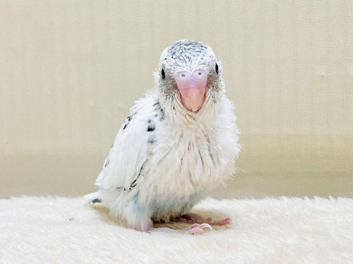 【最新画像】ニコニコならまかせて💪✨セキセイインコ(白ハルクイン)ヒナ セキセイインコ