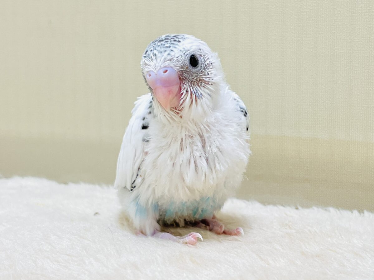 【最新画像】ニコニコならまかせて💪✨セキセイインコ(白ハルクイン)ヒナ セキセイインコ