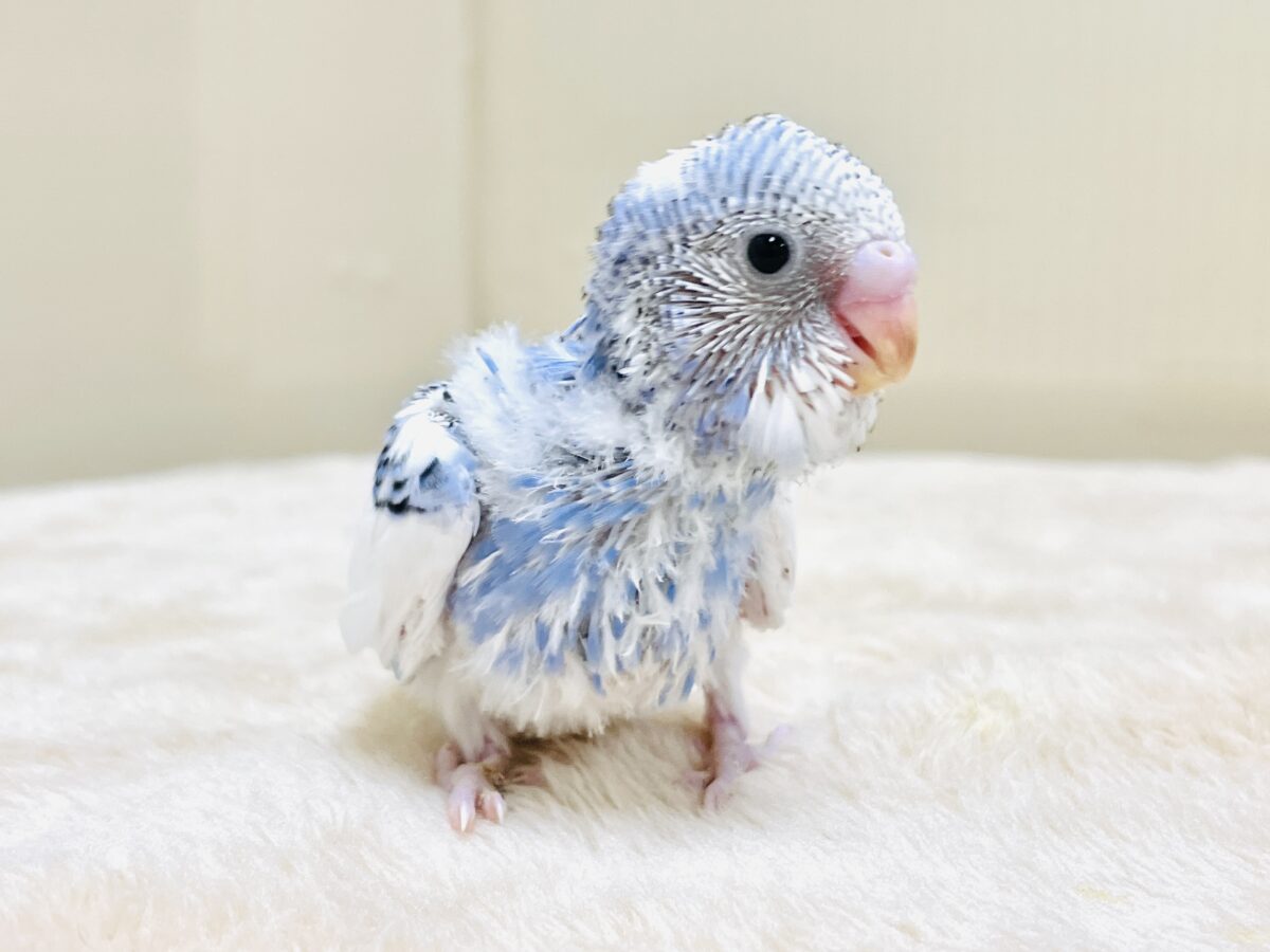 いっぱい食べて大きくなるんだ💕セキセイインコ(パイド)ヒナ セキセイインコ