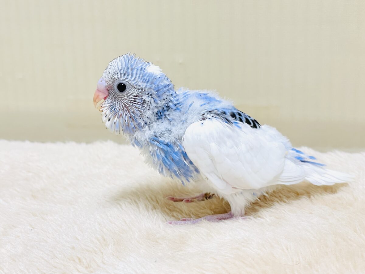 いっぱい食べて大きくなるんだ💕セキセイインコ(パイド)ヒナ セキセイインコ