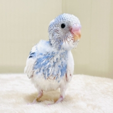 いっぱい食べて大きくなるんだ💕セキセイインコ（パイド）ヒナ