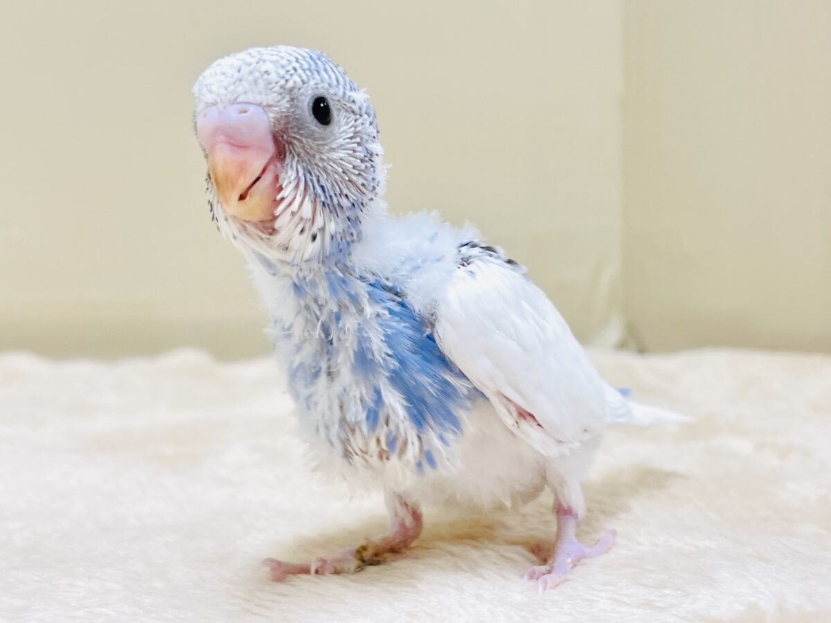 いっぱい食べて大きくなるんだ💕セキセイインコ(パイド)ヒナ セキセイインコ