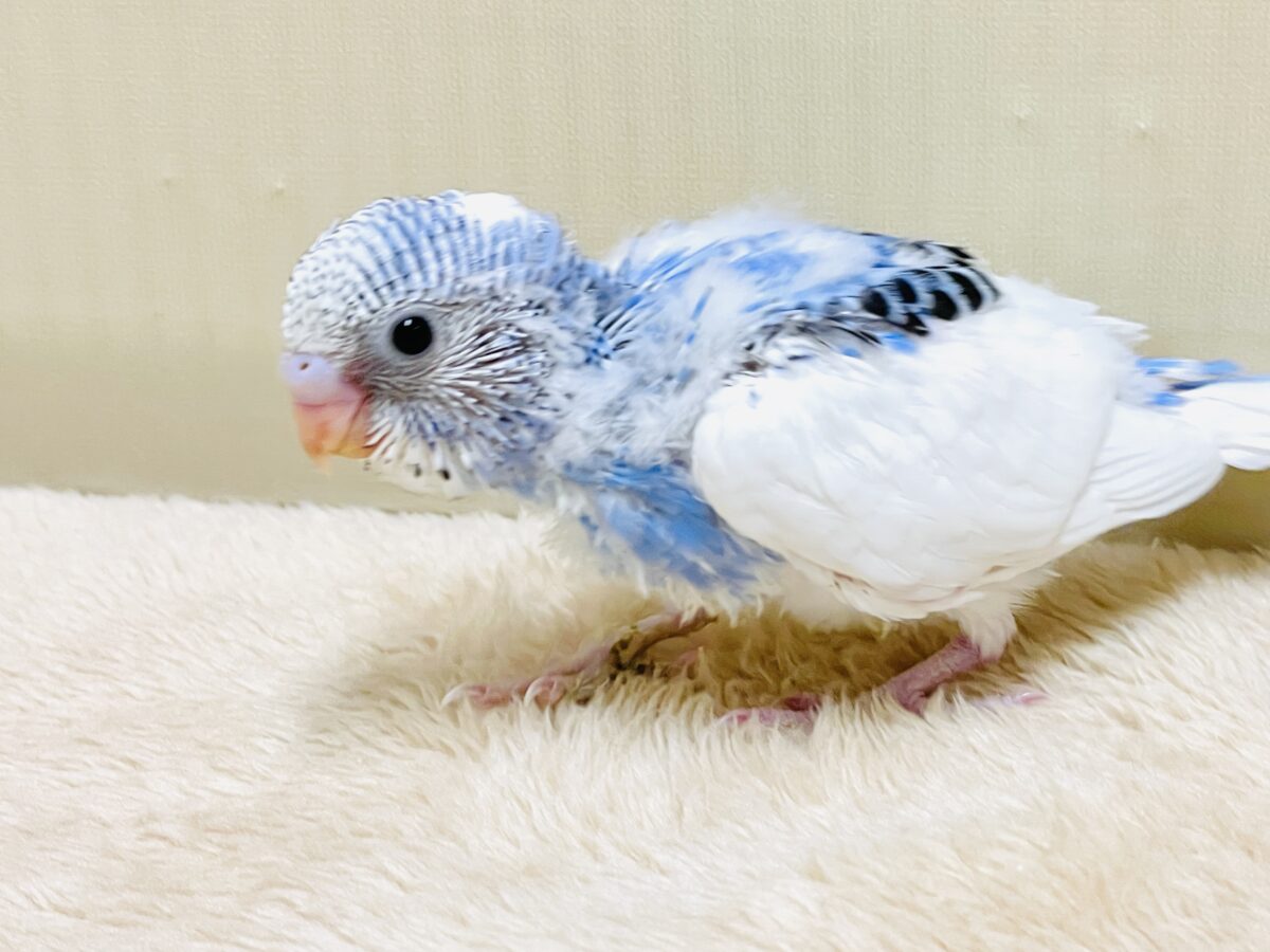 いっぱい食べて大きくなるんだ💕セキセイインコ(パイド)ヒナ セキセイインコ