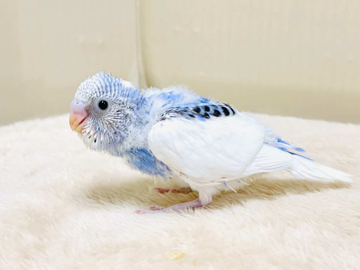 いっぱい食べて大きくなるんだ💕セキセイインコ(パイド)ヒナ セキセイインコ