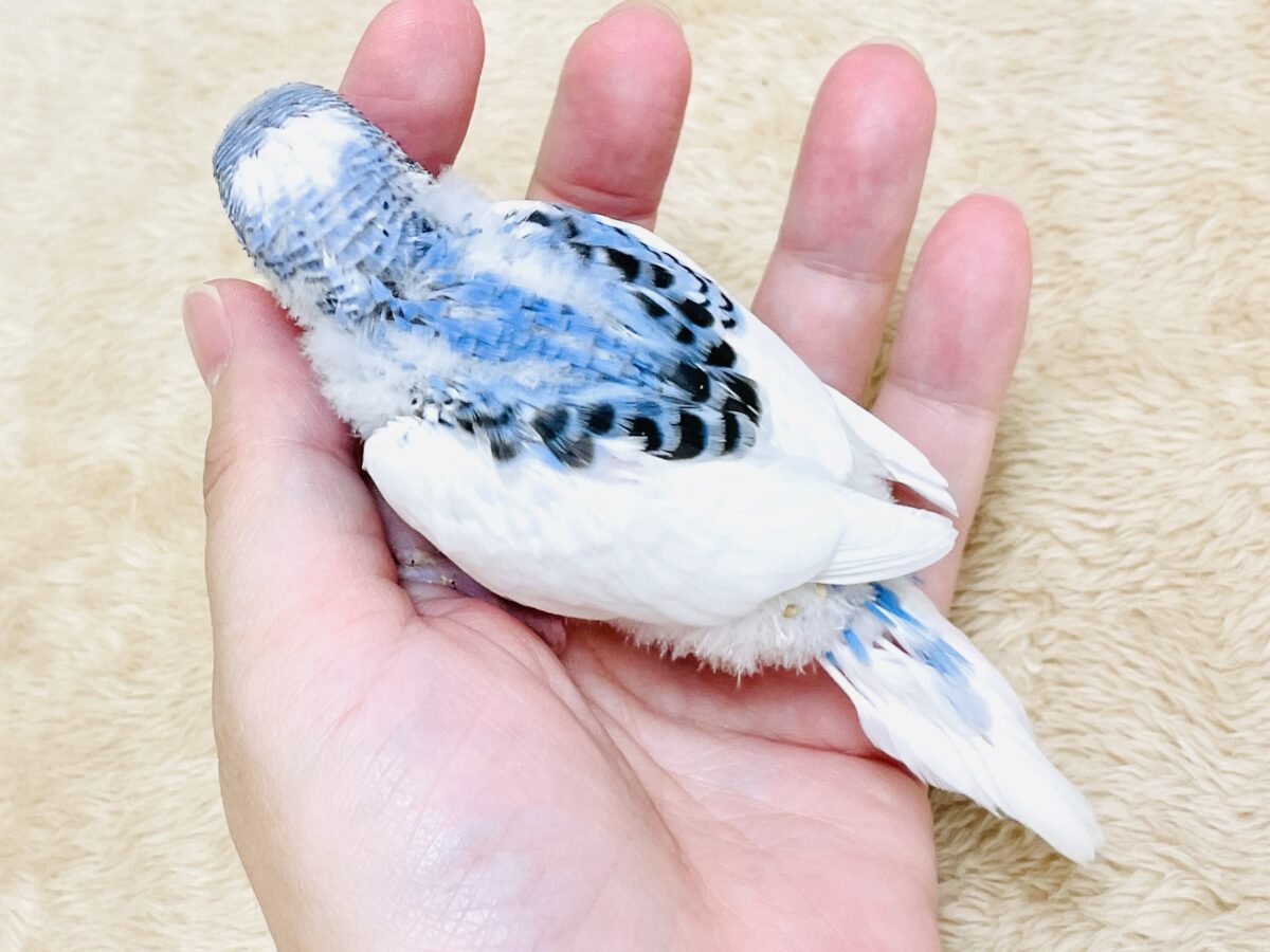 いっぱい食べて大きくなるんだ💕セキセイインコ(パイド)ヒナ セキセイインコ