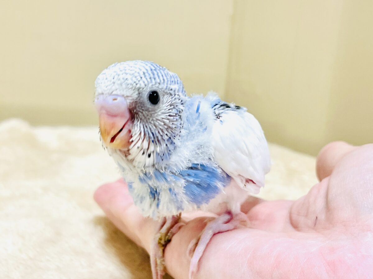 いっぱい食べて大きくなるんだ💕セキセイインコ(パイド)ヒナ セキセイインコ