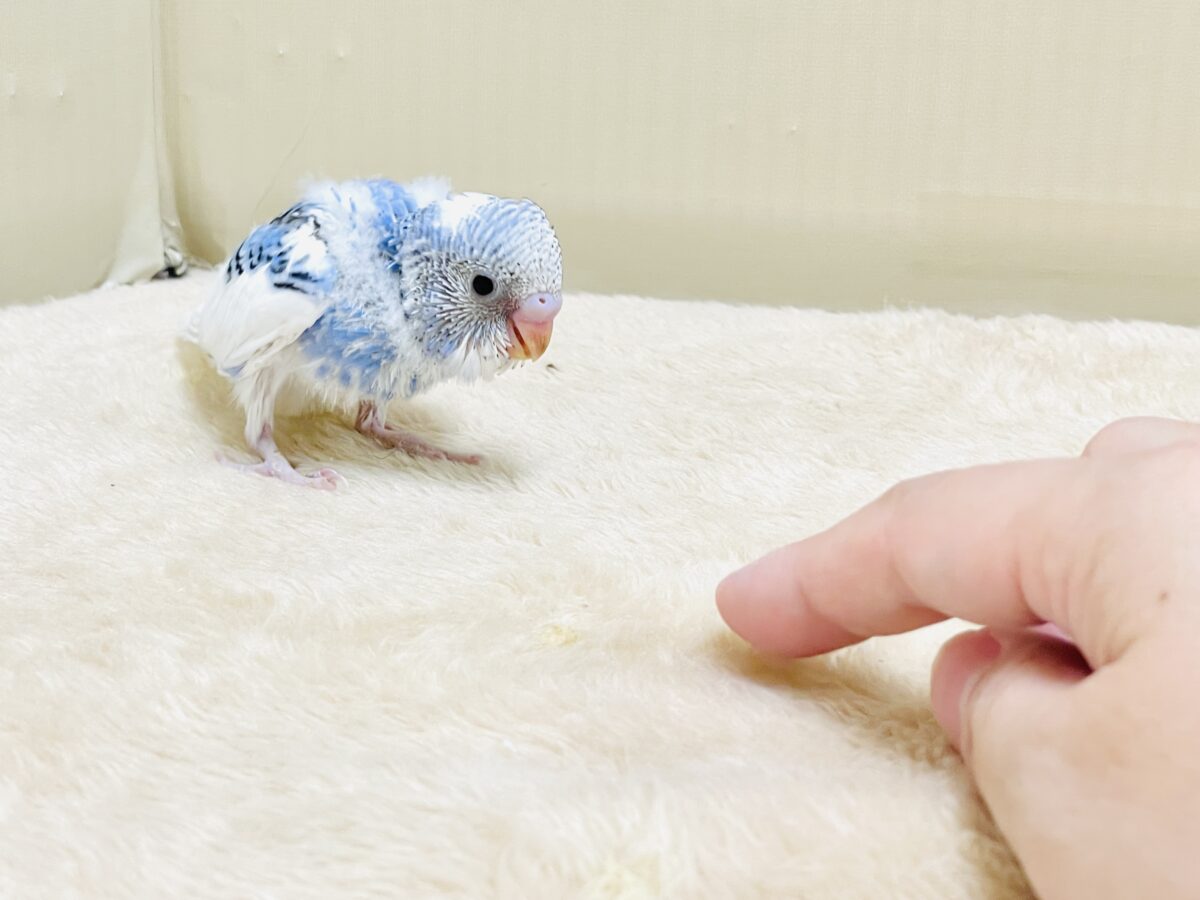 いっぱい食べて大きくなるんだ💕セキセイインコ(パイド)ヒナ セキセイインコ