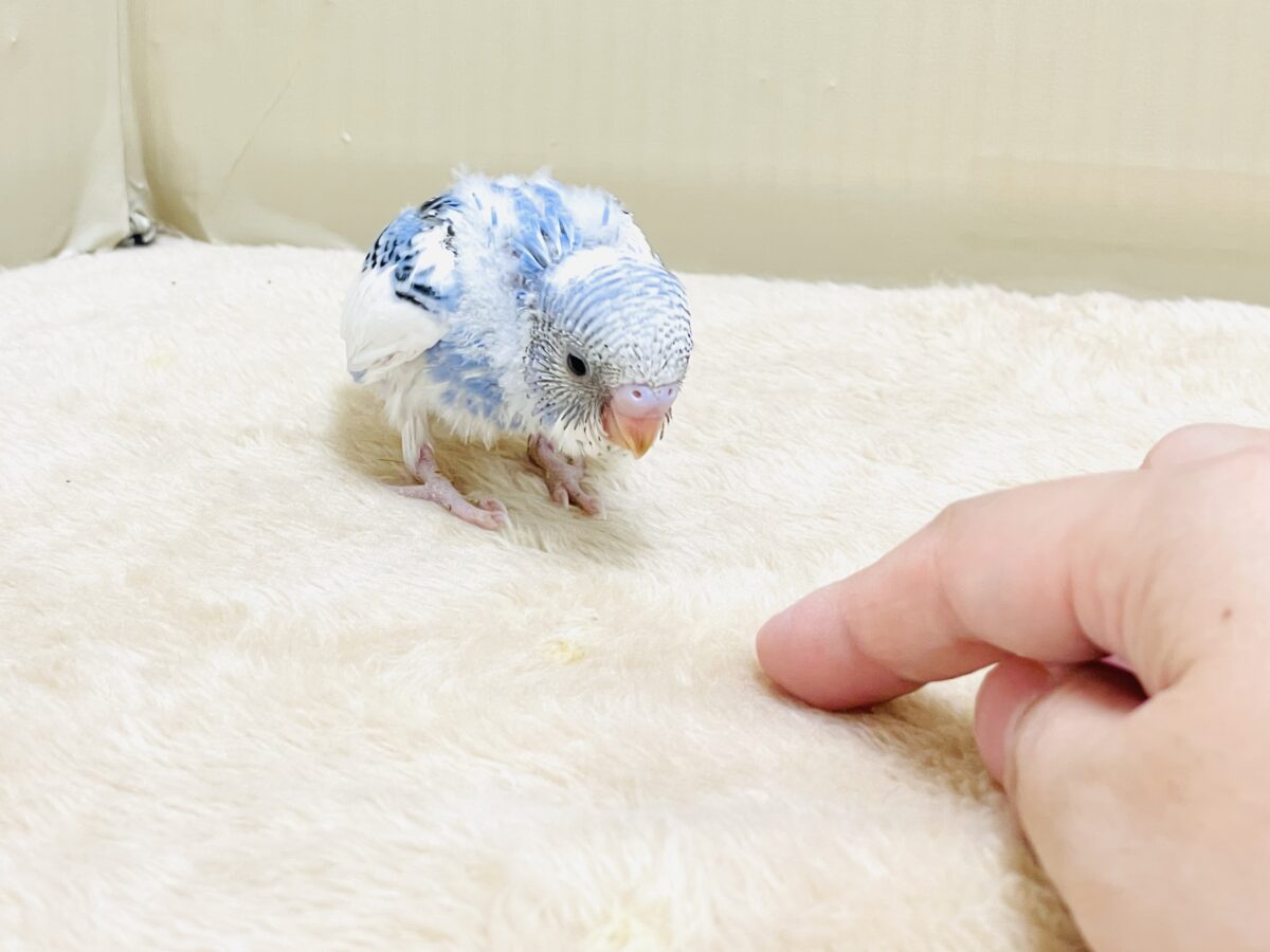 いっぱい食べて大きくなるんだ💕セキセイインコ(パイド)ヒナ セキセイインコ