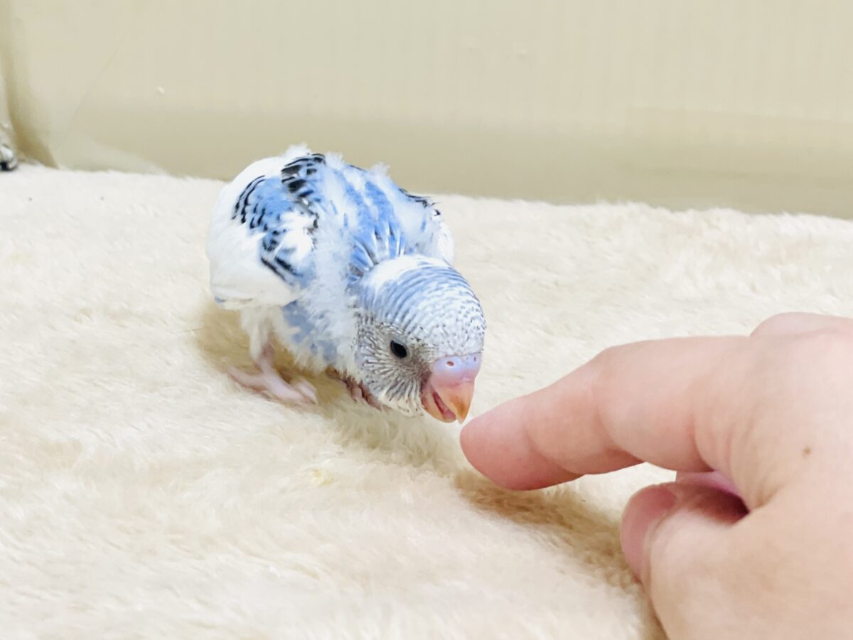 いっぱい食べて大きくなるんだ💕セキセイインコ(パイド)ヒナ セキセイインコ