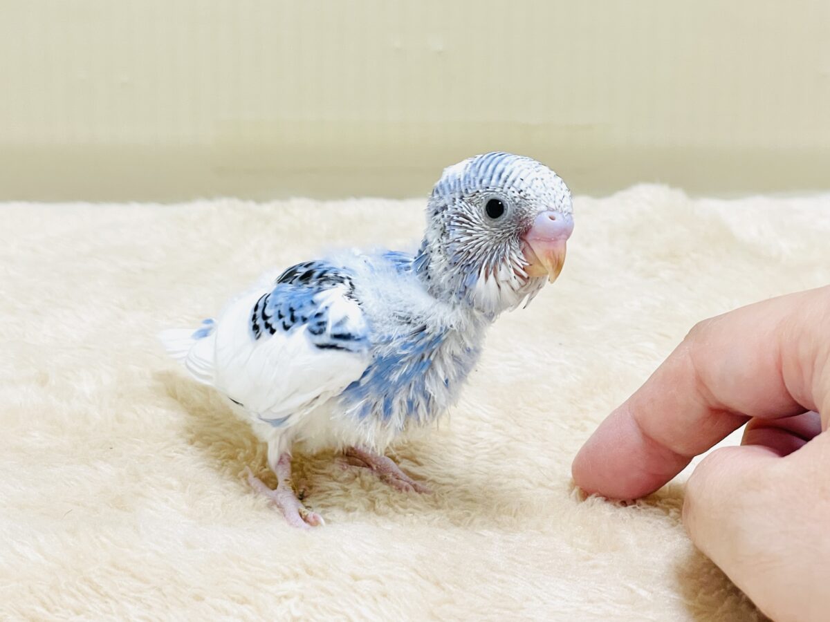 いっぱい食べて大きくなるんだ💕セキセイインコ(パイド)ヒナ セキセイインコ