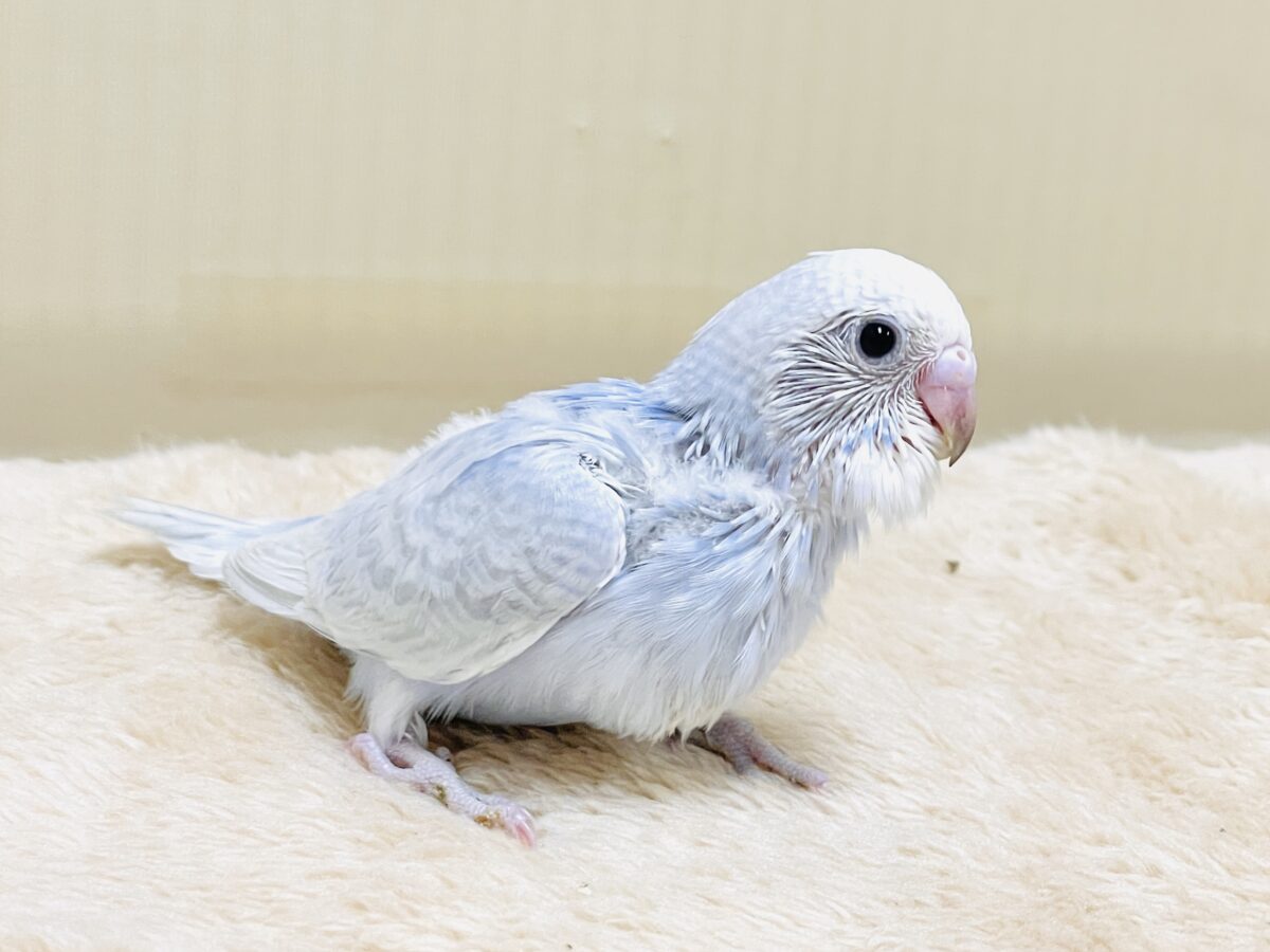 おててにくっ付いていくよ~🩵セキセイインコ(スパングル)ヒナ セキセイインコ