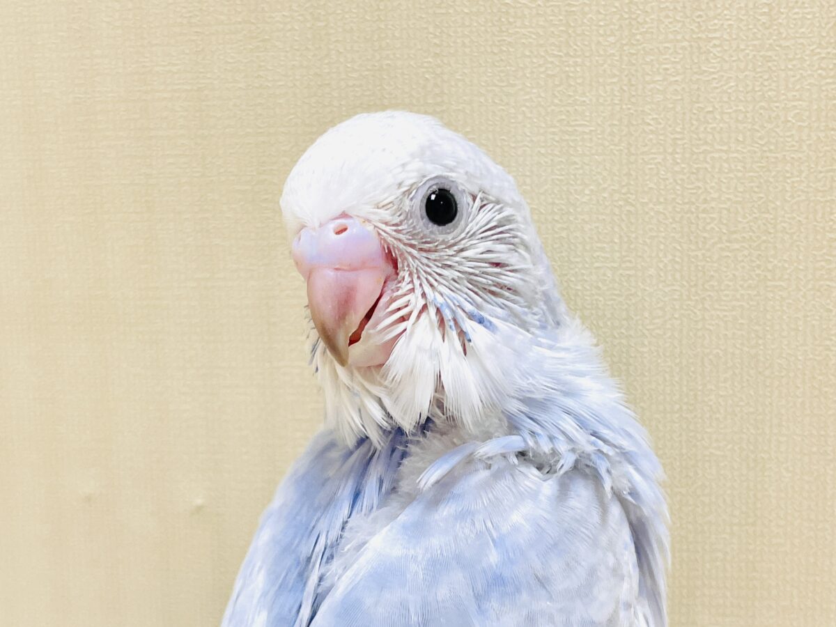 おててにくっ付いていくよ~🩵セキセイインコ(スパングル)ヒナ セキセイインコ