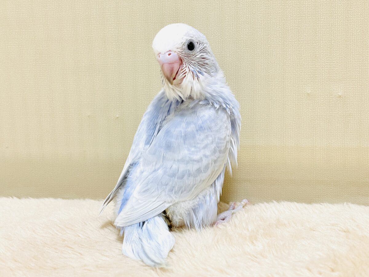 おててにくっ付いていくよ~🩵セキセイインコ(スパングル)ヒナ セキセイインコ