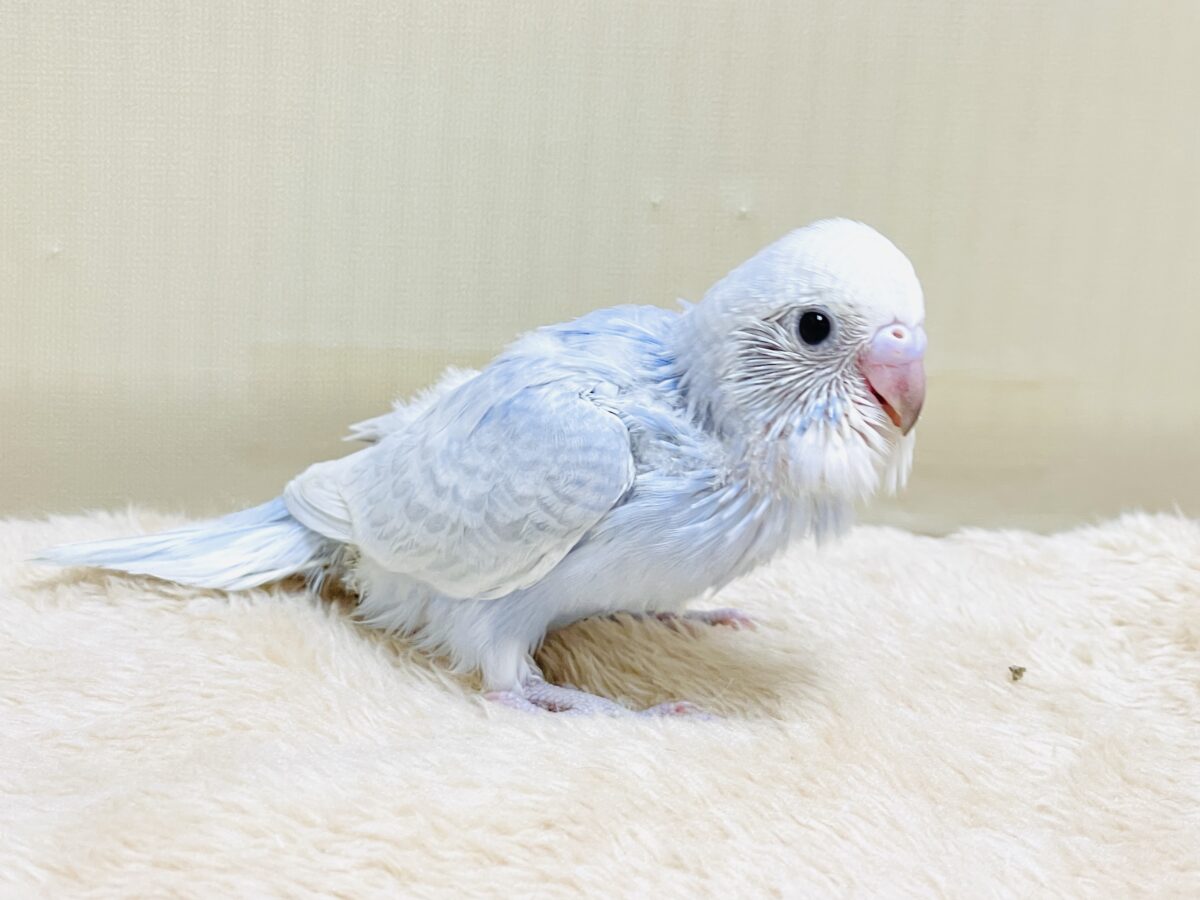 おててにくっ付いていくよ~🩵セキセイインコ(スパングル)ヒナ セキセイインコ