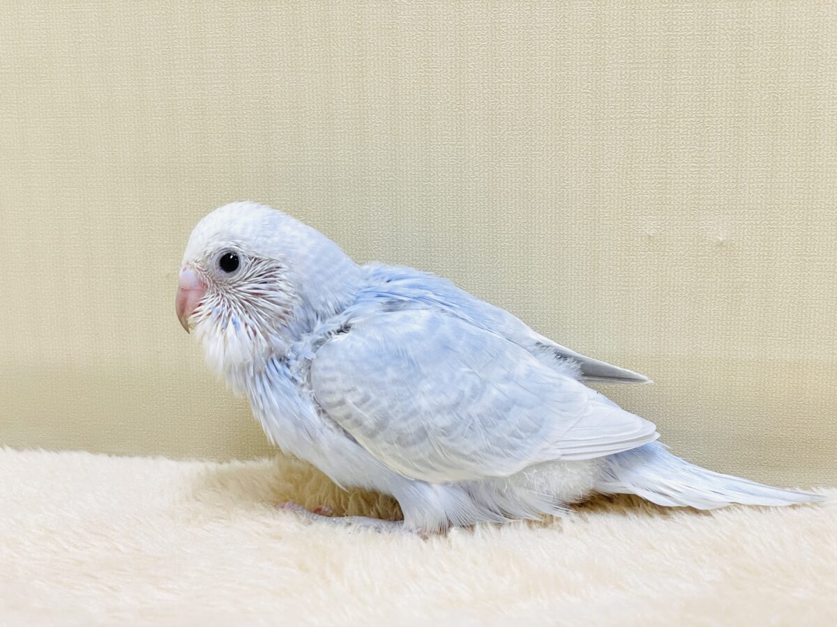 おててにくっ付いていくよ~🩵セキセイインコ(スパングル)ヒナ セキセイインコ