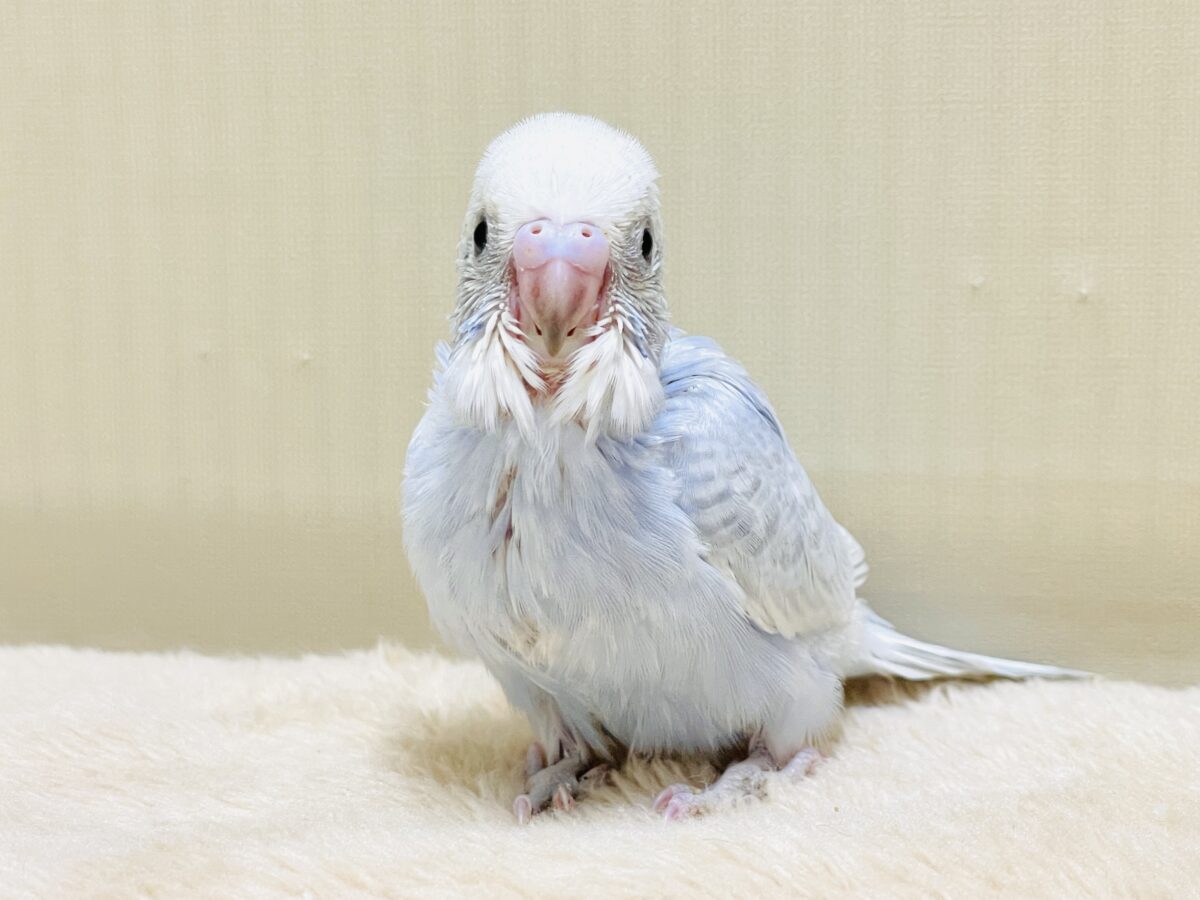 おててにくっ付いていくよ~🩵セキセイインコ(スパングル)ヒナ セキセイインコ
