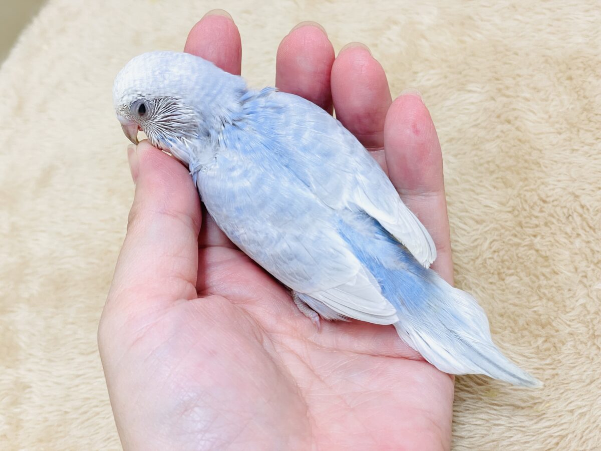 おててにくっ付いていくよ~🩵セキセイインコ(スパングル)ヒナ セキセイインコ