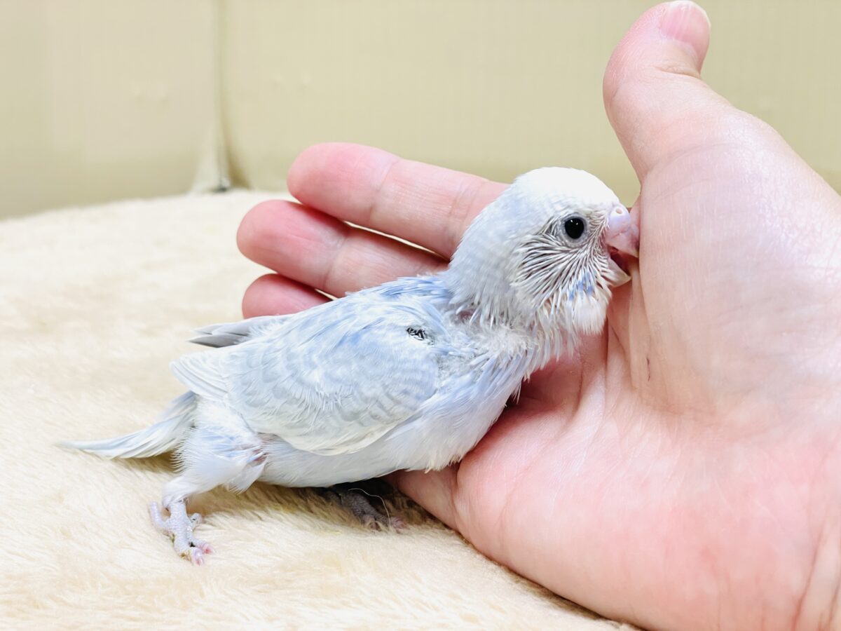おててにくっ付いていくよ~🩵セキセイインコ(スパングル)ヒナ セキセイインコ