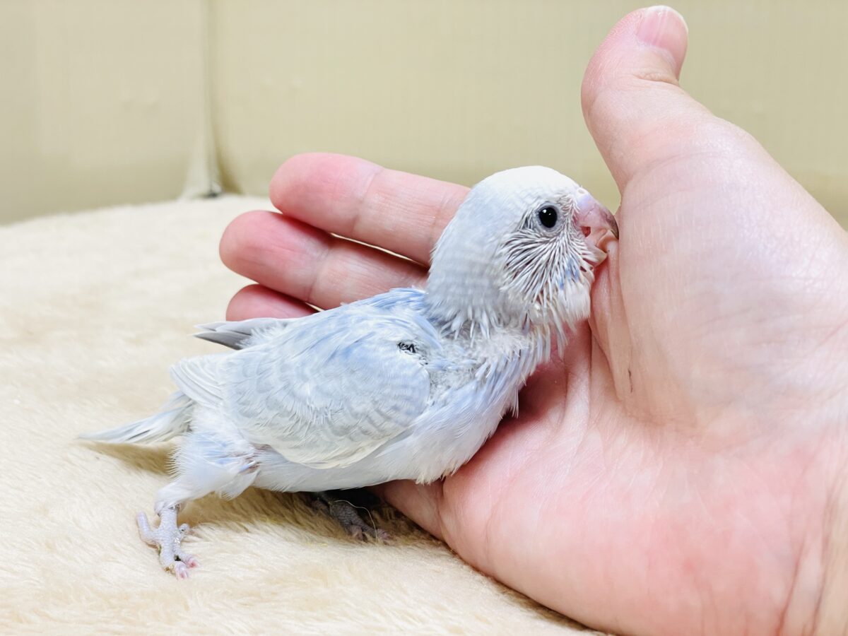 おててにくっ付いていくよ~🩵セキセイインコ(スパングル)ヒナ セキセイインコ