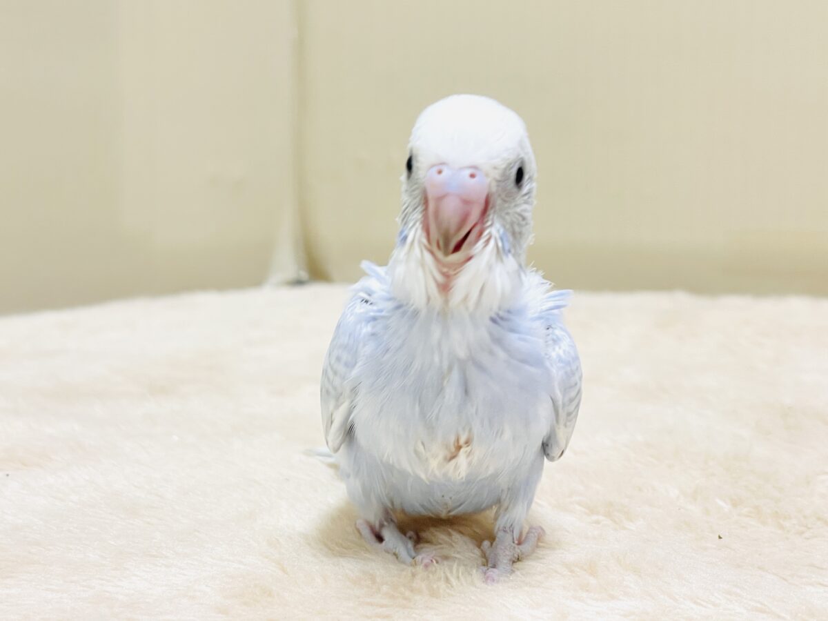 おててにくっ付いていくよ~🩵セキセイインコ(スパングル)ヒナ セキセイインコ