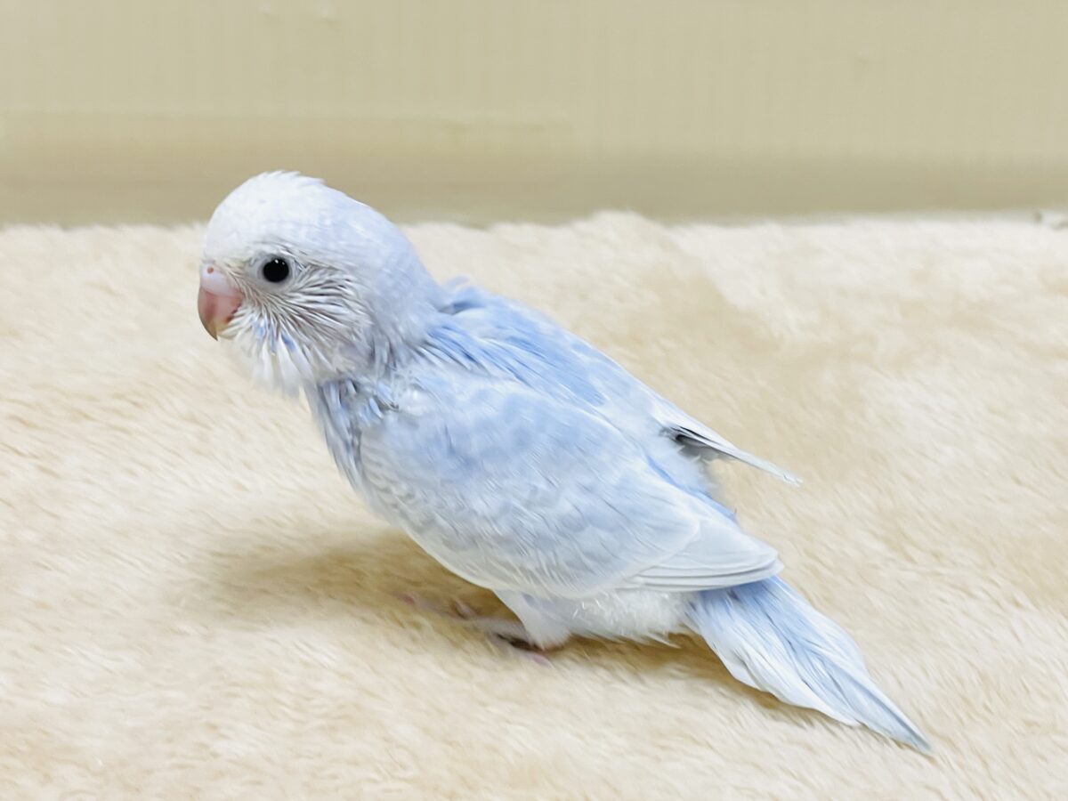 おててにくっ付いていくよ~🩵セキセイインコ(スパングル)ヒナ セキセイインコ
