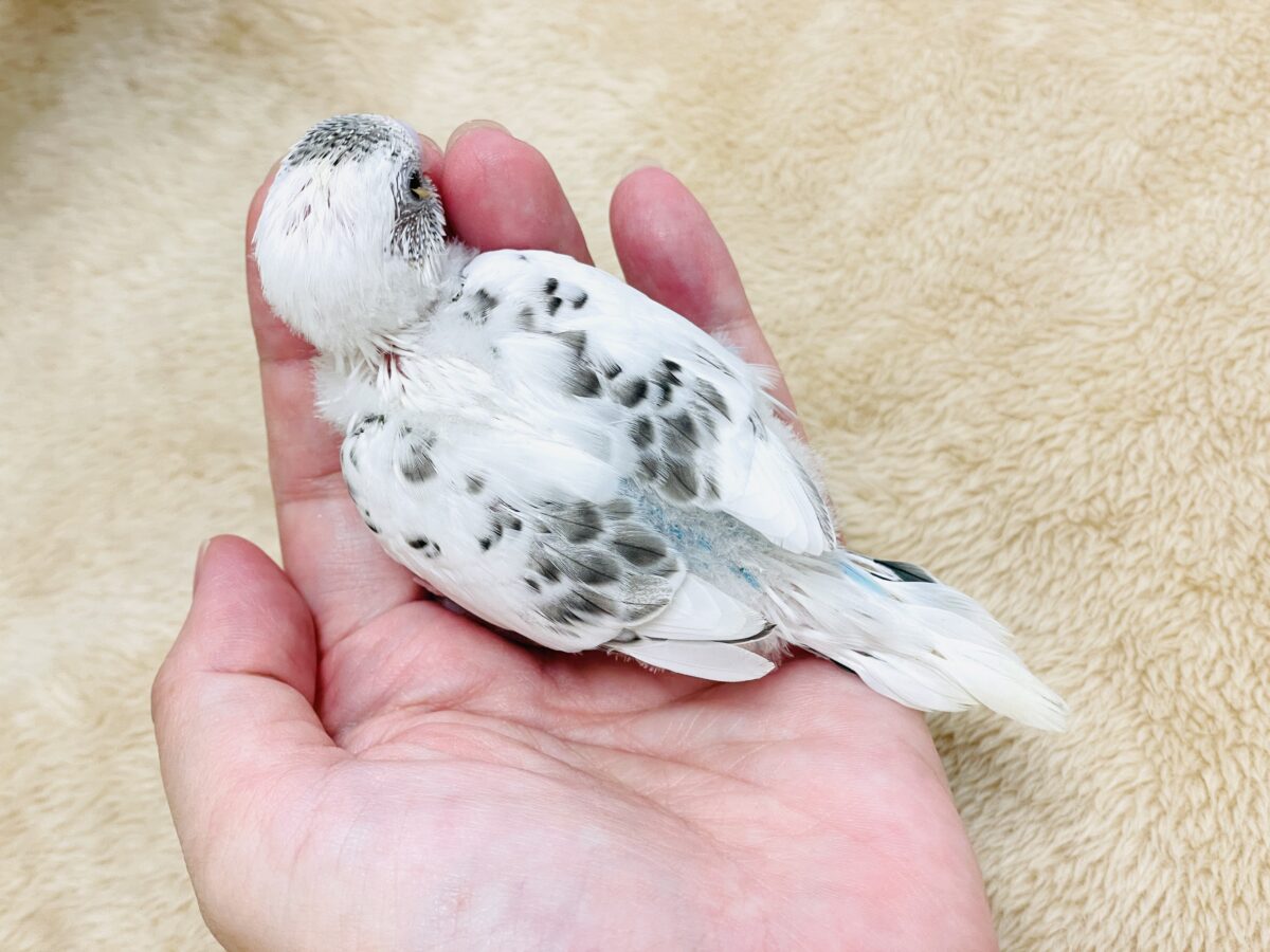 【最新画像】ニコニコならまかせて💪✨セキセイインコ(白ハルクイン)ヒナ セキセイインコ