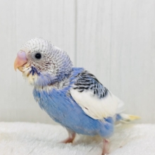 小さな夏の妖精🧚💙セキセイインコのブルーパイドだよ〜✨