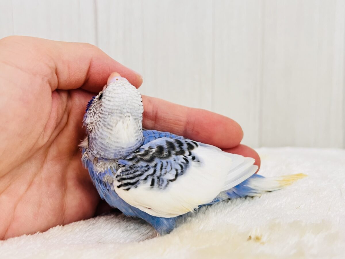 小さな夏の妖精🧚💙セキセイインコのブルーパイドだよ〜✨ セキセイインコ