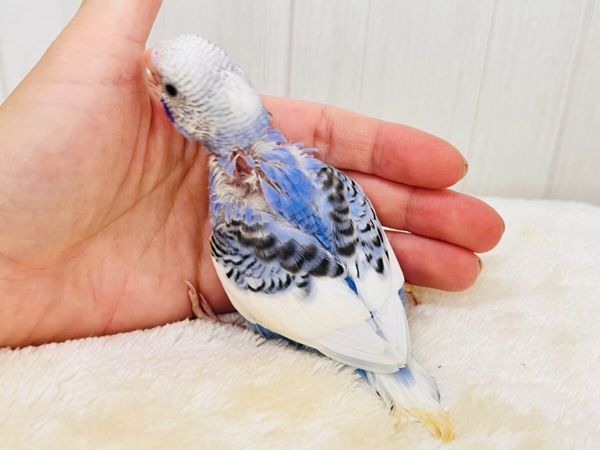 小さな夏の妖精🧚💙セキセイインコのブルーパイドだよ〜✨ セキセイインコ