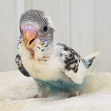ずっと幼顔🩵スポットもりもりセキセイインコの白ハルクイン〜✨