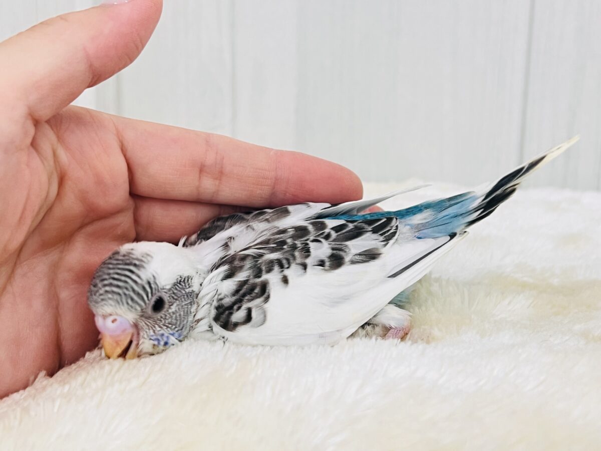 ずっと幼顔🩵スポットもりもりセキセイインコの白ハルクイン〜✨ セキセイインコ