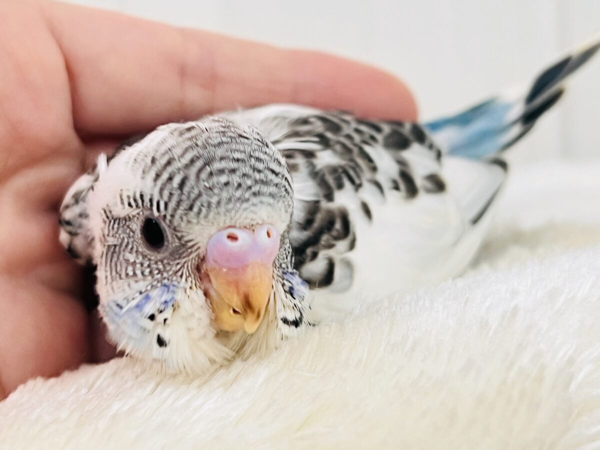 ずっと幼顔🩵スポットもりもりセキセイインコの白ハルクイン〜✨ セキセイインコ
