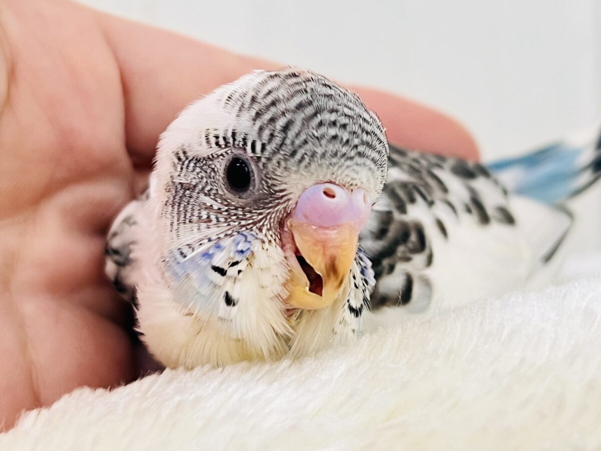 ずっと幼顔🩵スポットもりもりセキセイインコの白ハルクイン〜✨ セキセイインコ