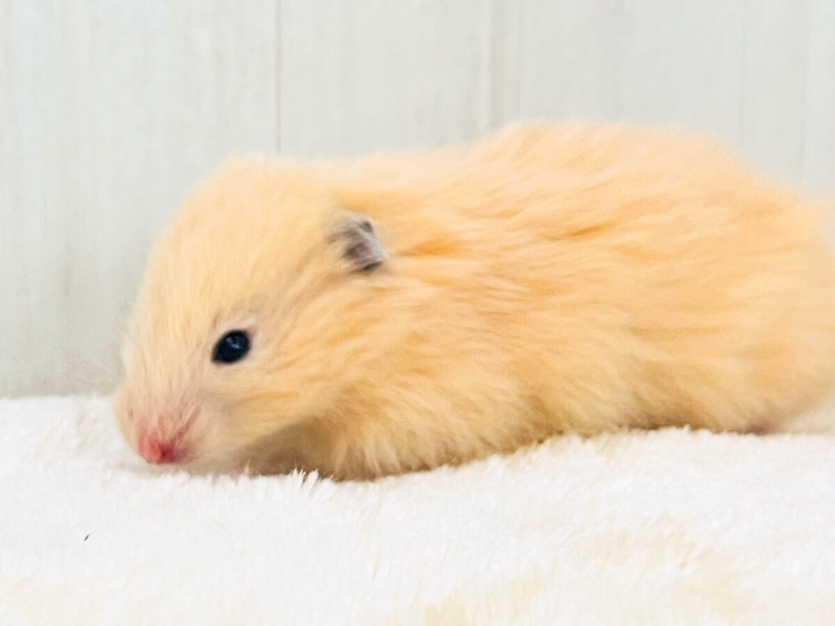 激かわ❣️丸顔ふわふわな長毛キンクマ〜🧡男の子だよ! ゴールデンハムスター