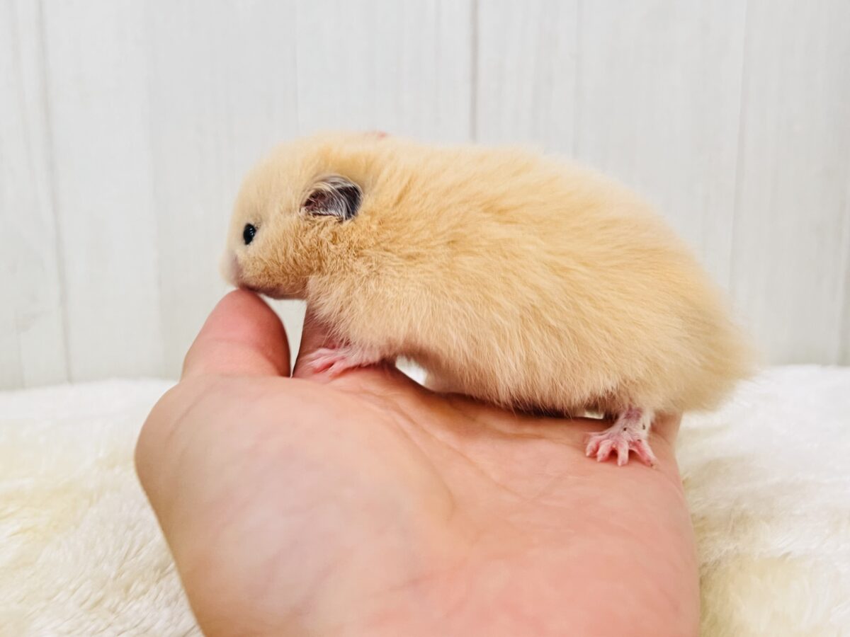 激かわ❣️丸顔ふわふわな長毛キンクマ〜🧡男の子だよ! ゴールデンハムスター