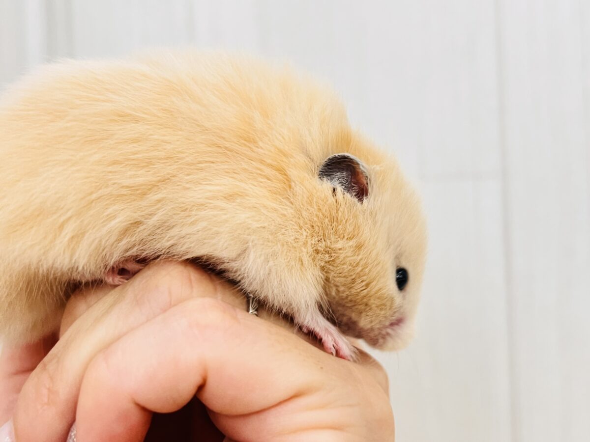 激かわ❣️丸顔ふわふわな長毛キンクマ〜🧡男の子だよ! ゴールデンハムスター
