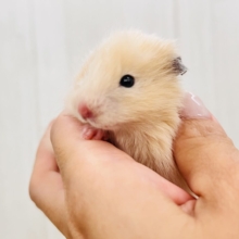 激かわ❣️丸顔ふわふわな長毛キンクマ〜🧡男の子だよ！