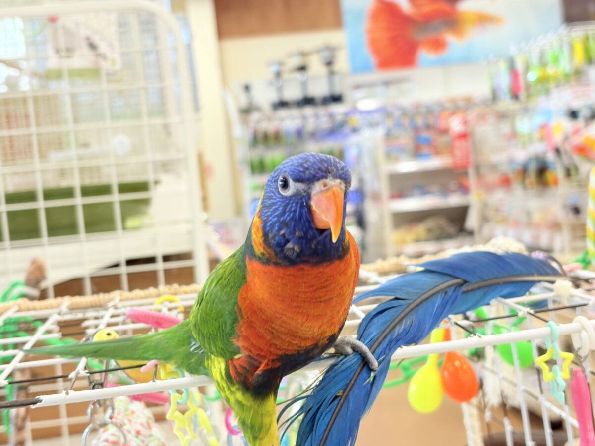 ゴシキセイガイインコ