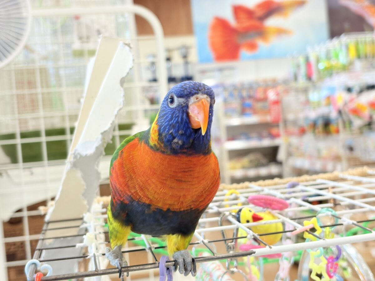 ゴシキセイガイインコ
